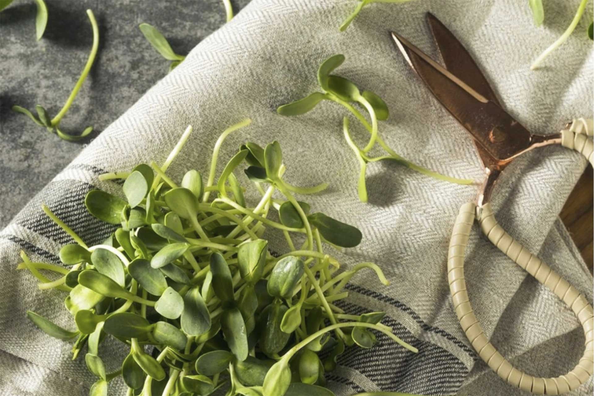 Grow Your Own Garden